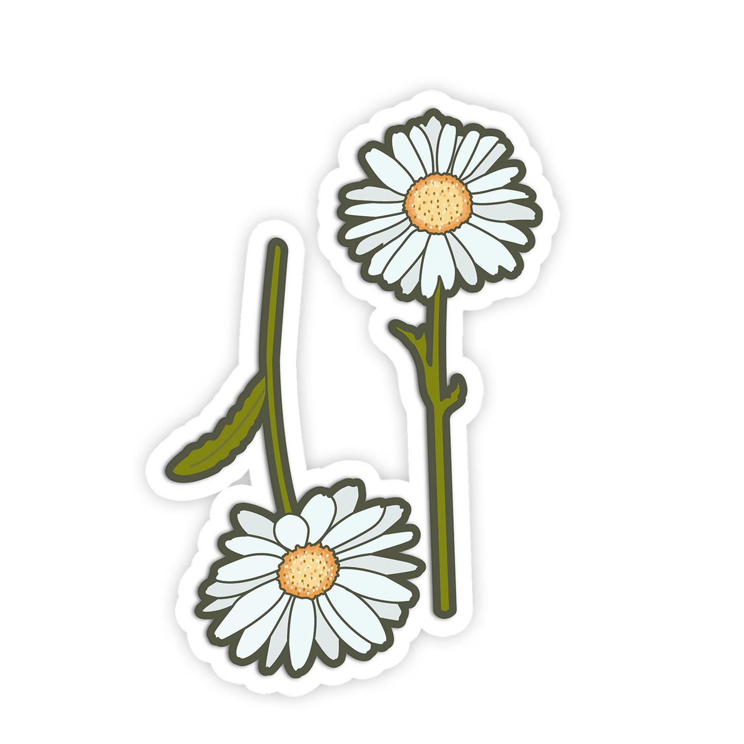 Two daisy flowers on a white background