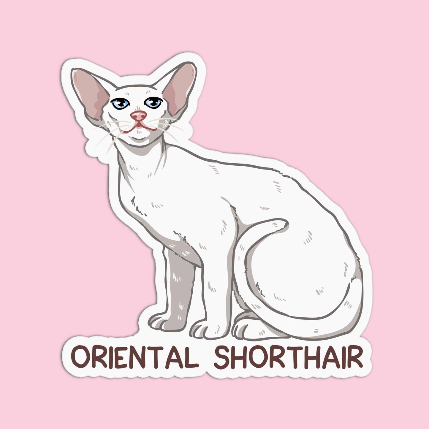 Oriental Short hair Cat Sticker