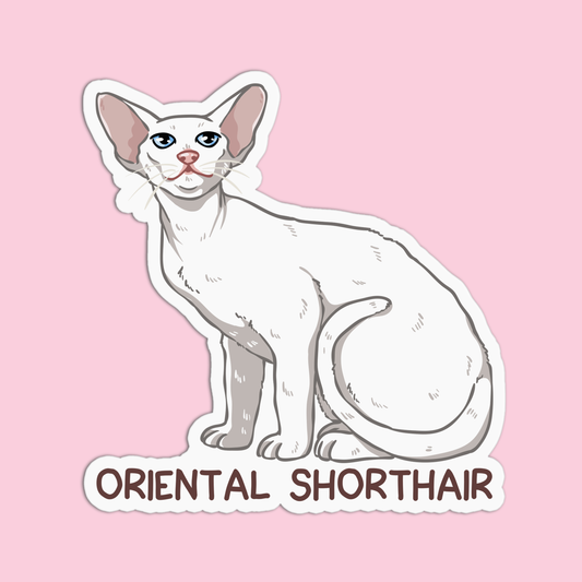 Oriental Short hair Cat Sticker