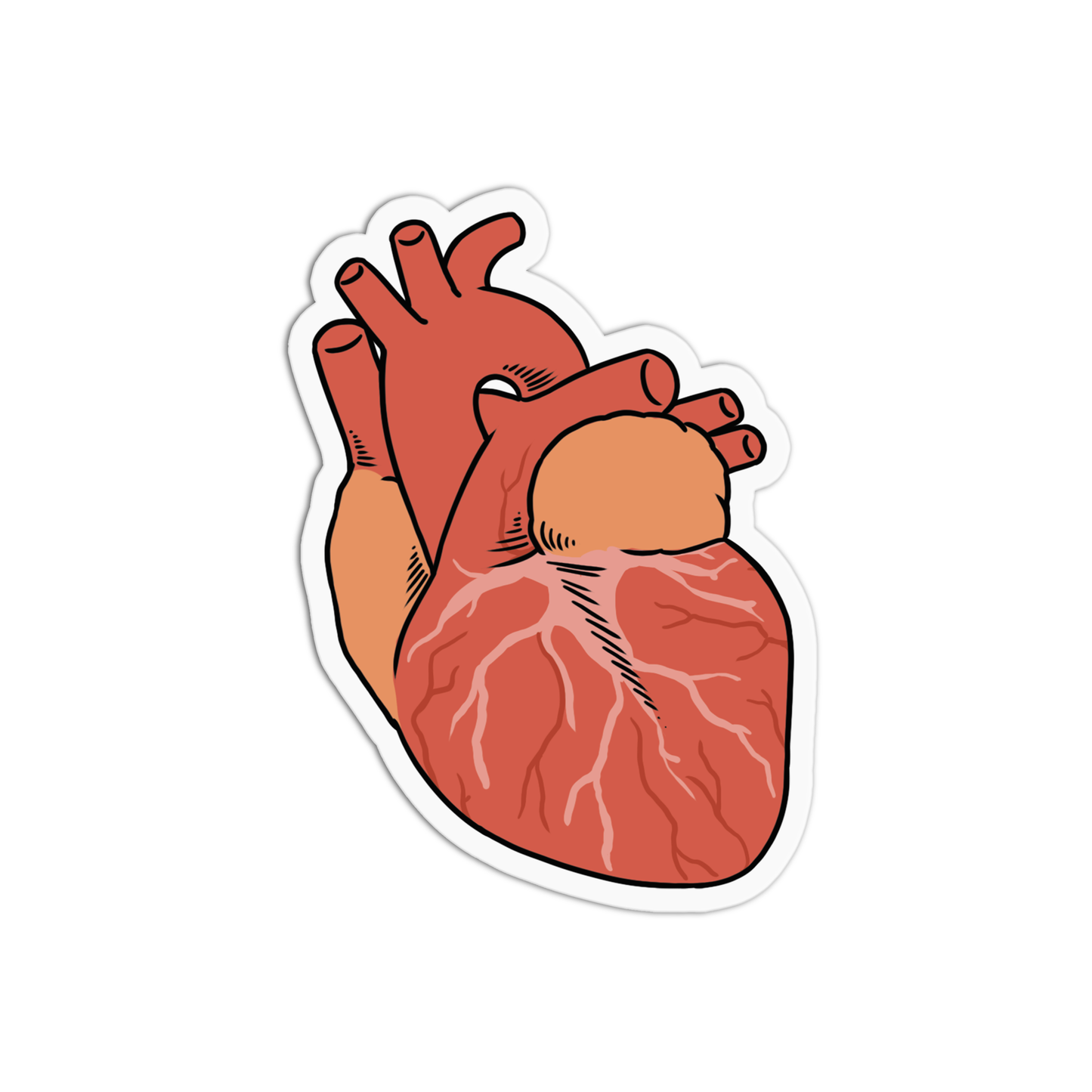 Heart Organ Science Sticker