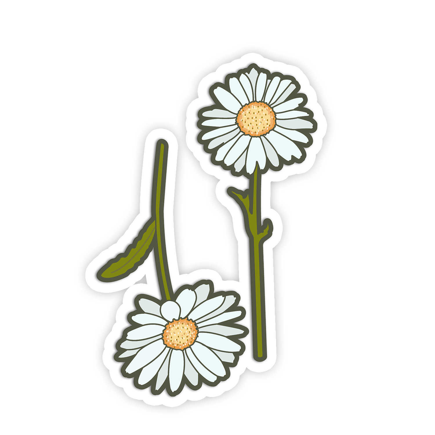 Two daisy flowers on a white background