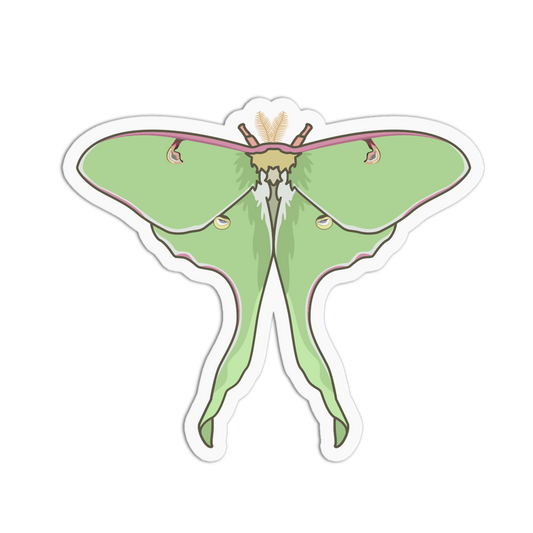 Illustration of a green butterfly with a white border on a white background