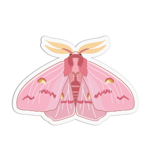 Pink moth illustration on a white background