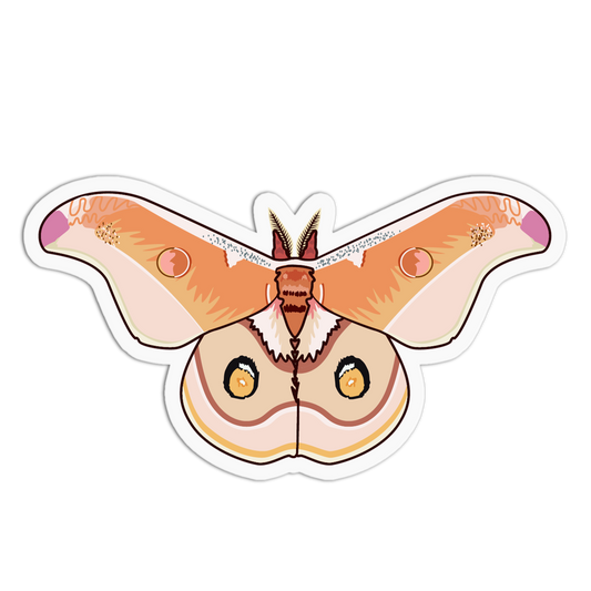Illustration of a butterfly with orange and pink wings on a white background