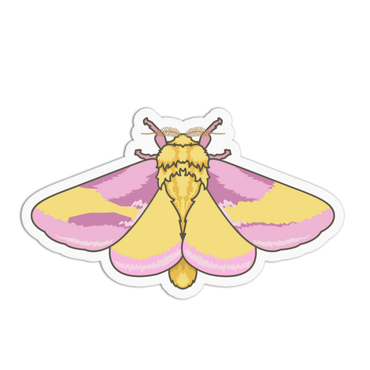 Sticker of a pink and yellow moth on a white background