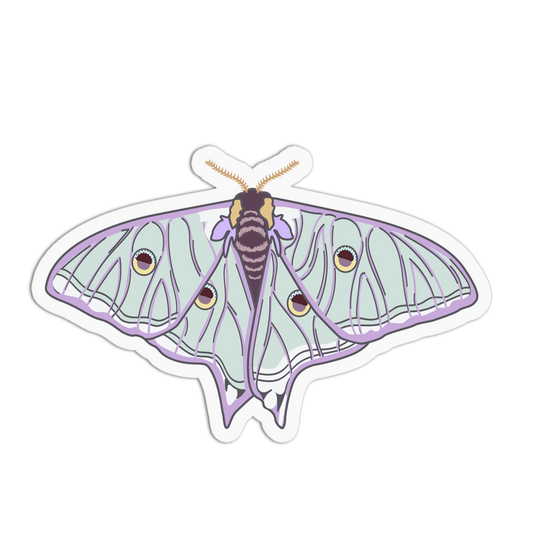 Illustration of a moth with purple and green wings on a white background