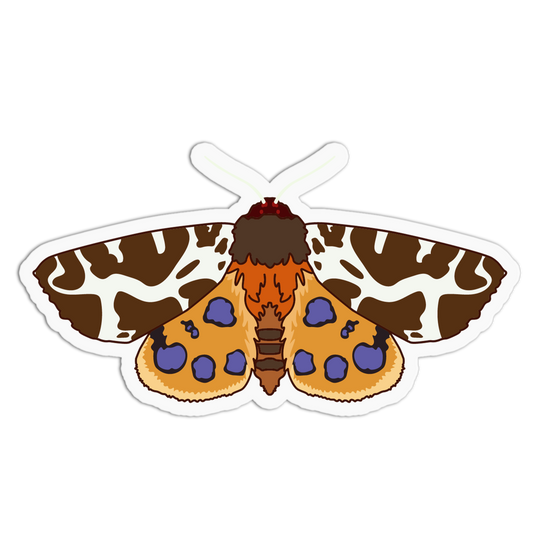 Colorful butterfly illustration on a white background