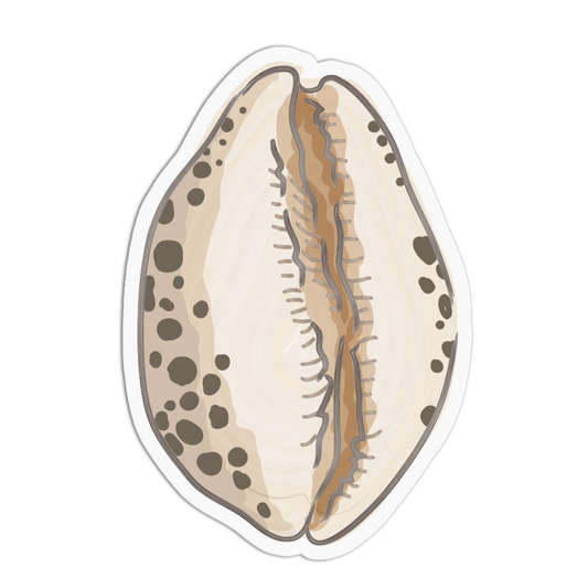 Spotted Cowrie Sea Shells Sticker