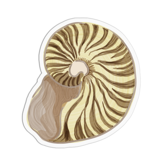 Striped Nautilus Sea Shells Sticker