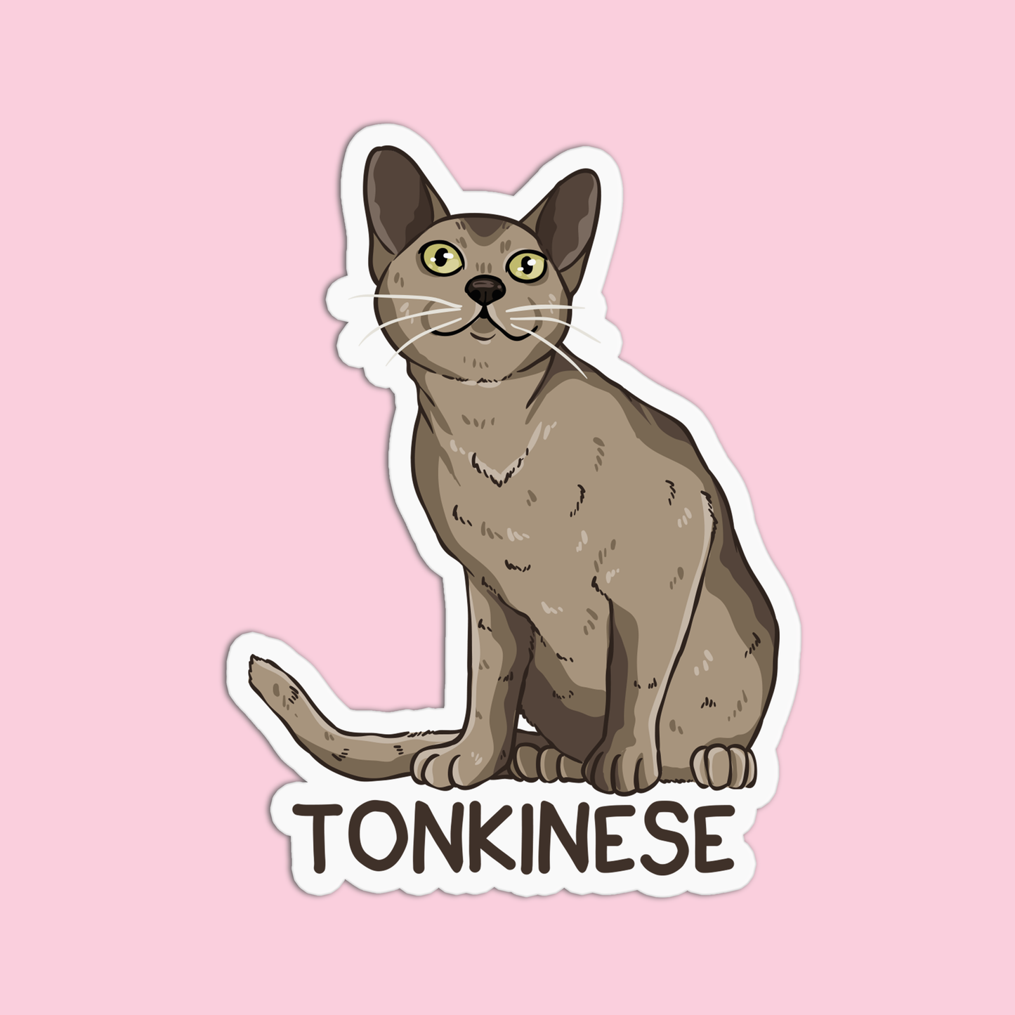 Tonkinese Cat Sticker